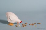 Patroonblad Boer wat zeg je van mijn kippen