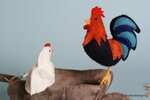 Patroonblad Boer wat zeg je van mijn kippen