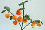 Patroonblad Herfstboeket