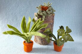 Pakket Kamerplanten