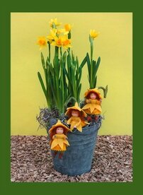 Pakket Drie Narcisgrietjes