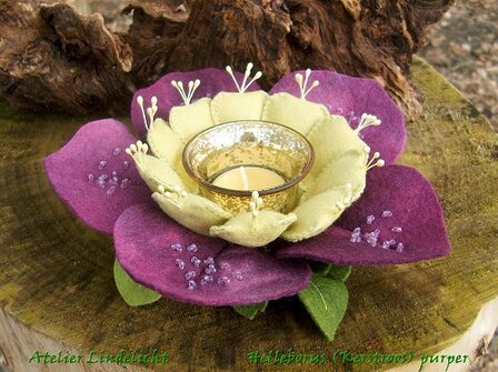 Pakket Waxine Helleborus purper