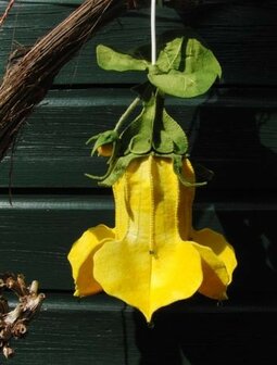  Pakket Seizoenlampje Pompoenbloem.