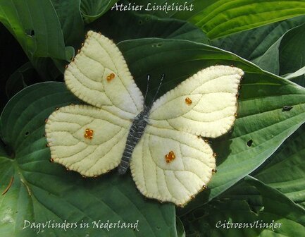 Pakket Citroenvlinder