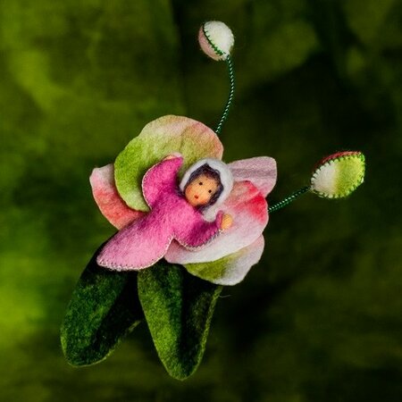 Pakket Orchidee baby