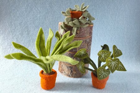 Pakket Kamerplanten