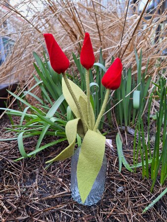 Pakket Rode tulpen