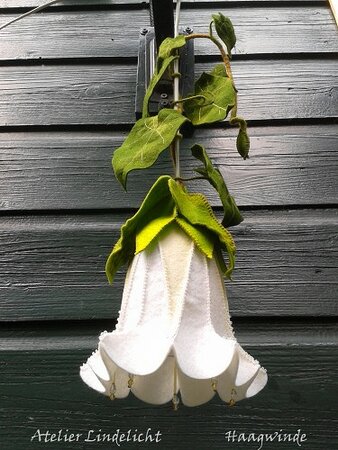 Pakket Seizoenlampje Haagwinde
