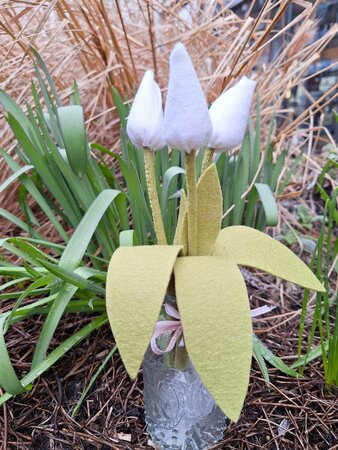 Pakket Tulpen wit