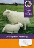 Pakket Schaap met lammetje