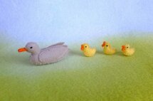 Pakket Eend met eendekuikens