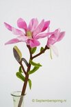 Patroonblad Magnolia