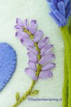 Patroonblad Lavendellichtje