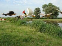 Patroonbladf Een vlucht ganzen.