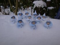 Wintermompelmannetje.