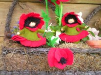 Tafelpopje klaproos.