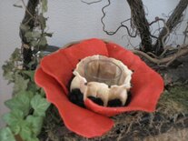 Klaproos waxine lichtje.