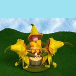 Pakket Narcislichtje