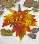 Pakket Herfstbladboefjes esdoorn