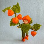 Pakket Lampionplantje