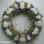 Pakket Schaapjeskrans