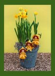 Pakket Drie Narcisgrietjes