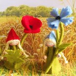 pakket Klaproos en korenbloem