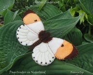 Pakket Dagvlinders Oranjetip