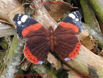 Pakket Dagvlinders Atlanta