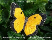 Pakket Oranje Luzernvlinder