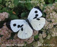 Pakket Groot koolwitje