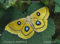 Pakket Tauvlinder