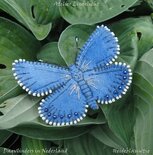 Pakket Heideblauwtje