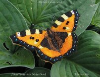 Pakket Vlinder kleine vos