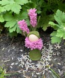 Pakket Lavendelpopje