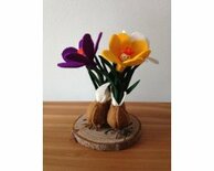 Pakket Drie krokussen