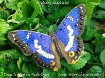 Pakket Grote  weerschijnvlinder