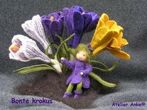 Pakket Bonte Krokus