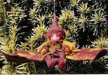 Pakket Herfstvlinder