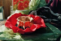 Pakket Waxinelichtje Klaproos