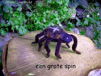 Pakket Grote spin