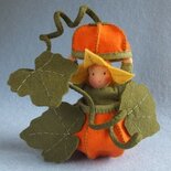 Pakket Pompoenkindje