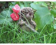 Pakket De herfst tegemoet Egel