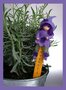 Pakket Kruidenkaboutertje lavendel