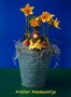 Pakket Narcisje