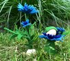 Pakket Korenbloem