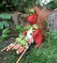 Pakket De herfst te gemoed , de eekhoorn