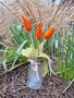 Pakket Tulpen oranje