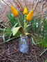 Pakket Tulpen geel