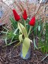 Pakket Rode tulpen